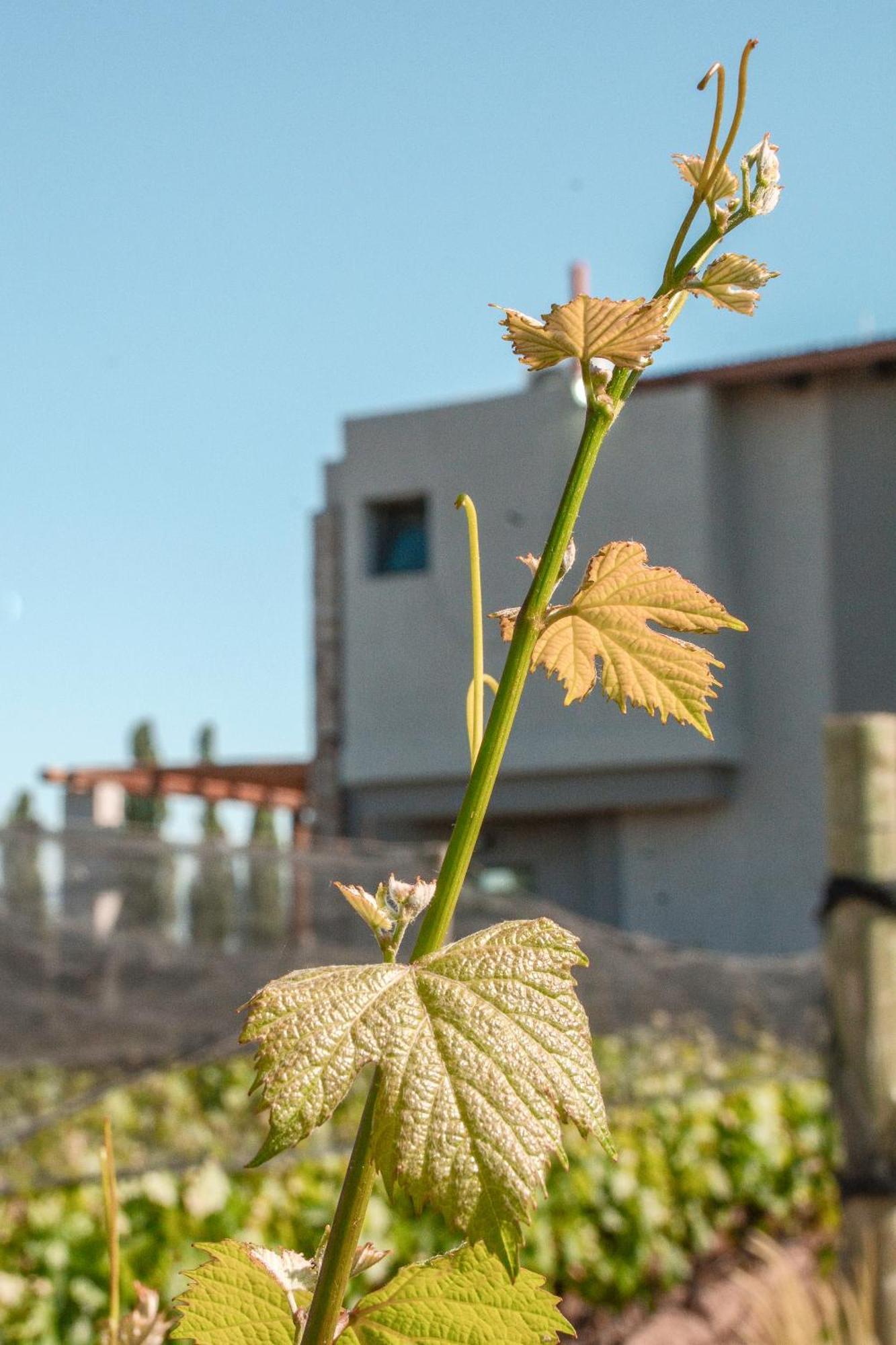 Agrelo Vines Lodge Bagian luar foto